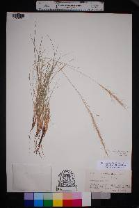 Aristida purpurea var. nealleyi image