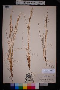 Aristida purpurea var. nealleyi image