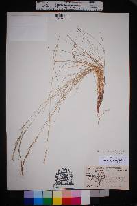 Aristida purpurea var. nealleyi image