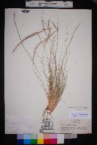 Aristida purpurea var. nealleyi image