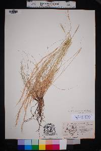 Aristida purpurea var. nealleyi image