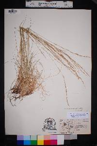 Aristida purpurea var. nealleyi image