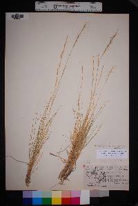 Aristida purpurea var. nealleyi image