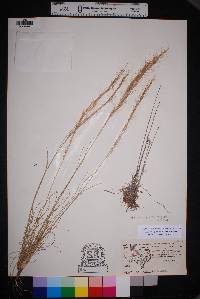 Aristida purpurea var. nealleyi image