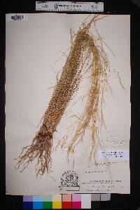 Aristida purpurea var. nealleyi image