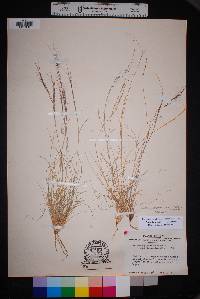 Aristida purpurea var. nealleyi image