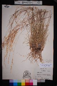 Aristida purpurea var. nealleyi image