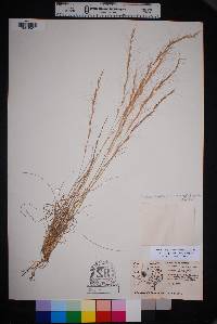 Aristida purpurea var. nealleyi image