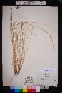 Aristida purpurea var. nealleyi image