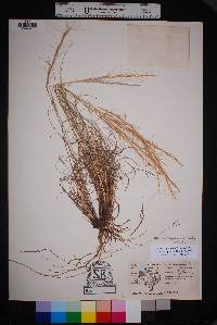 Aristida purpurea var. nealleyi image