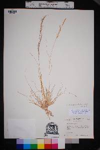 Aristida purpurea var. nealleyi image