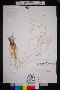 Aristida purpurea var. purpurea image