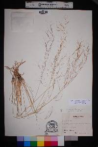 Aristida purpurea var. purpurea image