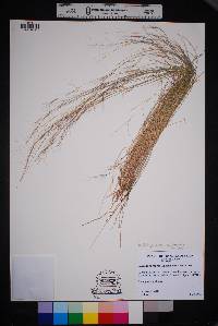 Aristida purpurea var. purpurea image