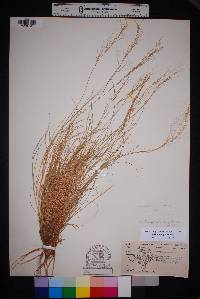 Aristida purpurea var. purpurea image