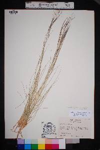 Aristida purpurea var. purpurea image