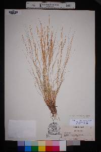 Aristida purpurea var. purpurea image