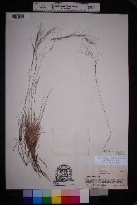 Aristida purpurea var. purpurea image