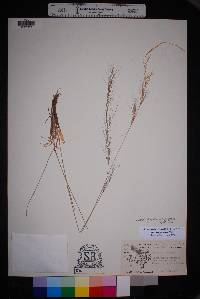 Aristida purpurea var. purpurea image