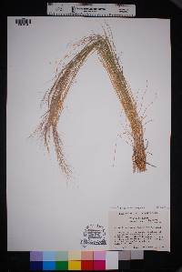 Aristida purpurea var. purpurea image