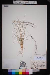 Aristida purpurea var. purpurea image