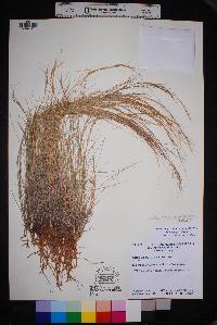 Aristida purpurea var. purpurea image