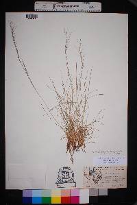 Aristida purpurea var. purpurea image