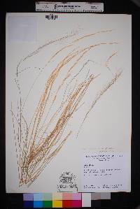 Aristida purpurea var. purpurea image