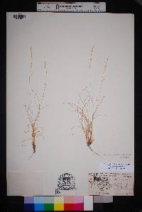 Aristida purpurea var. purpurea image