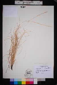 Aristida purpurea var. purpurea image