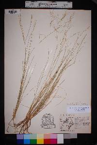 Aristida purpurea var. purpurea image