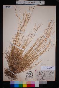 Aristida purpurea var. purpurea image