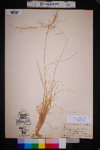 Aristida purpurea var. purpurea image