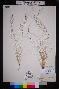 Aristida purpurea var. purpurea image