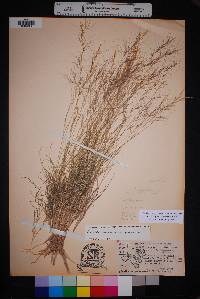 Aristida purpurea var. purpurea image