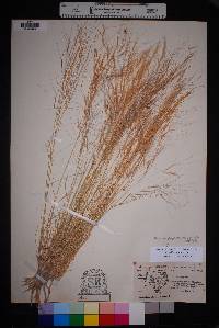 Aristida purpurea var. purpurea image