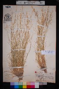 Aristida purpurea var. purpurea image