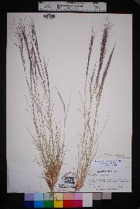 Aristida purpurea var. purpurea image