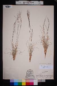 Aristida purpurea var. purpurea image