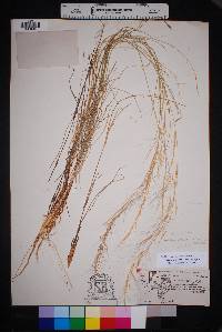 Aristida purpurea var. purpurea image