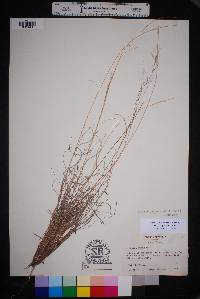 Aristida purpurea var. purpurea image