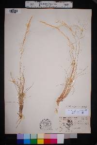 Aristida purpurea var. purpurea image