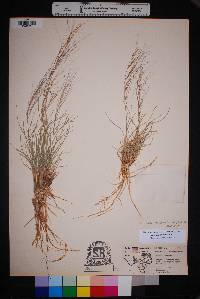 Aristida purpurea var. purpurea image