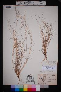 Aristida purpurea var. purpurea image