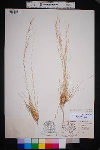 Aristida purpurea var. purpurea image