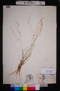 Aristida purpurea var. purpurea image