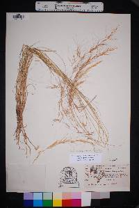 Aristida purpurea var. purpurea image