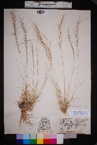 Aristida purpurea var. purpurea image