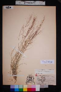 Aristida purpurea var. purpurea image