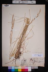 Aristida purpurea var. wrightii image